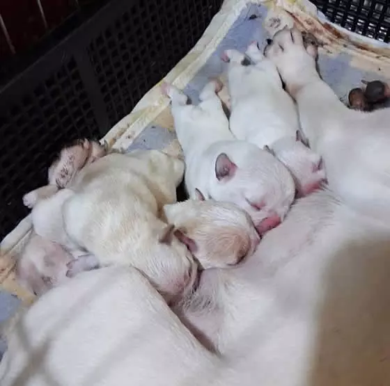 高雄法國鬥牛犬-法國鬥牛犬幼犬-法國鬥牛犬犬舍