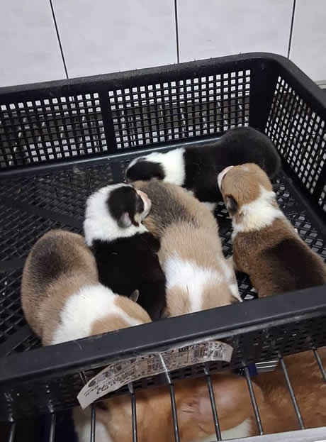 高雄柯基犬-柯基犬幼犬-柯基犬犬舍