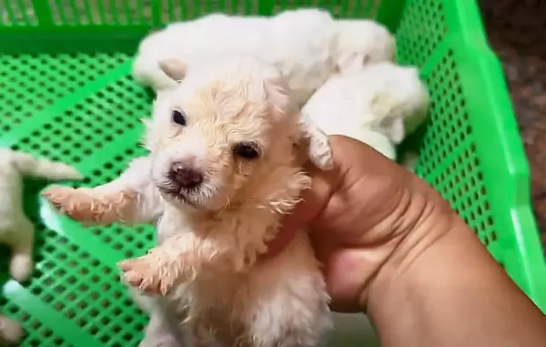 高雄比熊犬-比熊犬幼犬-比熊犬犬舍