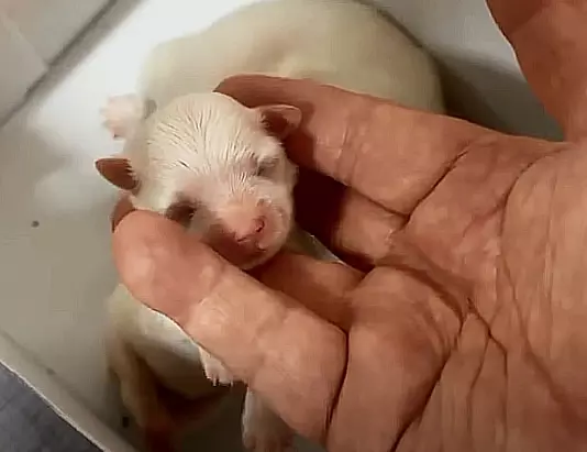 高雄馬爾濟斯犬-馬爾濟斯犬幼犬-馬爾濟斯犬犬舍